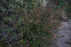 Clinopodium macrostemum