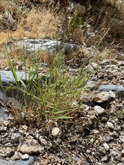 Muhlenbergia californica