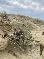 Eriogonum pauciflorum