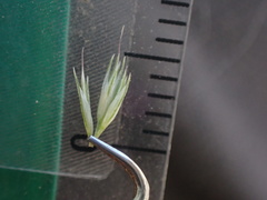 Muhlenbergia californica