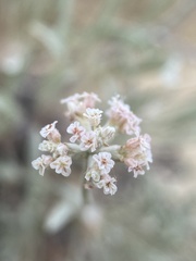 Eriogonum pauciflorum