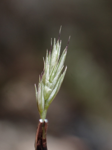 california muhly (Muhlenbergia californica)