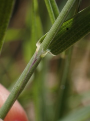 Muhlenbergia californica