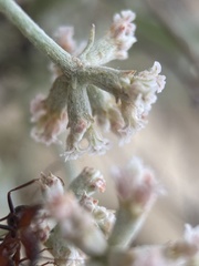 Eriogonum pauciflorum