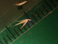 Muhlenbergia californica