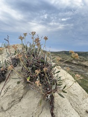 Eriogonum flavum flavum