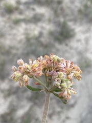 Eriogonum flavum flavum