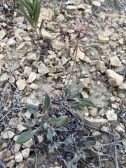 Eriogonum flavum flavum
