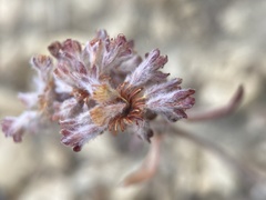 Eriogonum flavum flavum