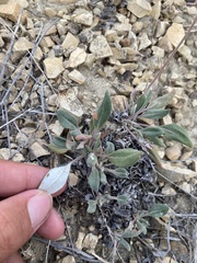 Eriogonum flavum flavum