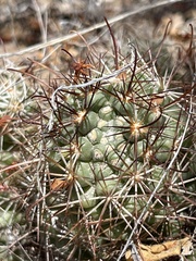 Mammillaria schumannii