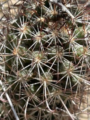 Mammillaria schumannii
