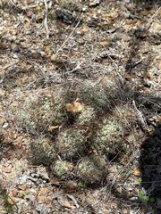 Mammillaria schumannii