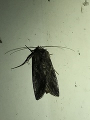 Ctenoplusia oxygramma