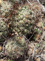 Mammillaria schumannii
