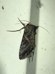 Ctenoplusia oxygramma