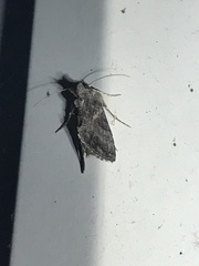 Ctenoplusia oxygramma