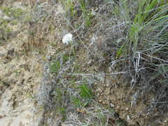 Marshallia caespitosa