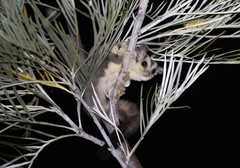 Petaurus breviceps ariel