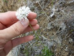 Marshallia caespitosa