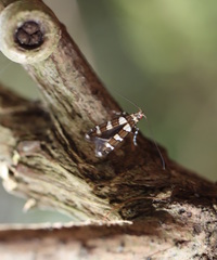 Acrocercops chionosema