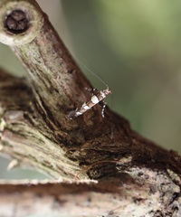 Acrocercops chionosema