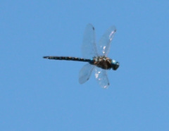 Rhionaeschna californica