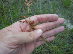 Fimbristylis puberula