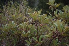 Comarostaphylis glaucescens