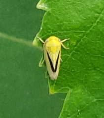 Oncopsis variabilis