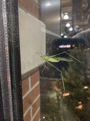 Scudderia