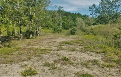 Tachysphex pechumani