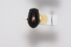 Chrysolina marginata