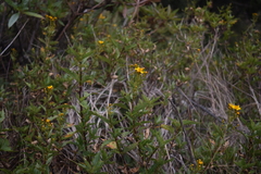 Coreopsis petrophiloides