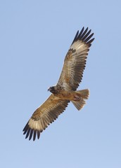 Hamirostra melanosternon