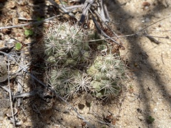 Mammillaria schumannii