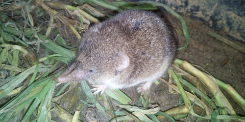 South African Mouse Shrew (Myosorex varius)