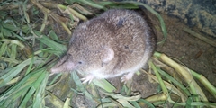 Myosorex varius