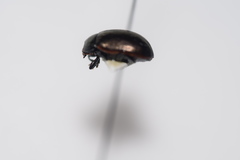 Chrysolina marginata