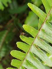 Cerastipsocus venosus