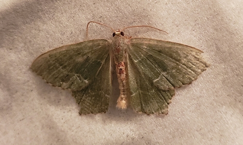 Common Emerald photo 4