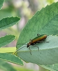 Chrysanthia viridissima