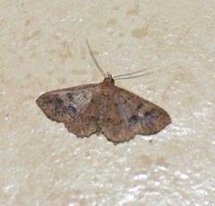 Ostha concinna