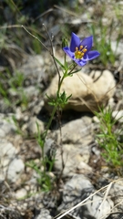 Giliastrum rigidulum