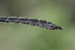 Somatochlora sahlbergi