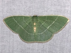 Nemoria rubrifrontaria