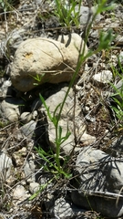 Giliastrum rigidulum