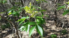 Aesculus pavia flavescens