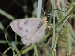 Pontia occidentalis