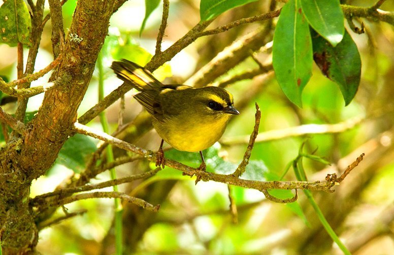 Citrine Warbler photo